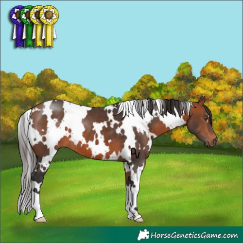 Horse Color:White Spotted Bay 