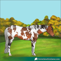 Horse Color:White Spotted Bay 