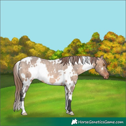 Horse Color:White Spotted Brown Dun Appaloosa Rabicano Brindle 