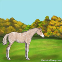 Horse Color:Silver Classic Champagne Ice Sabino Appaloosa 