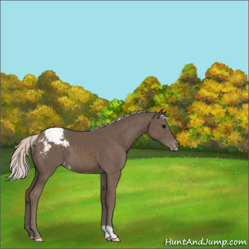 Horse Color:Silver Black Appaloosa 