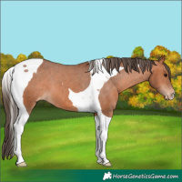 Horse Color:Bay Tobiano Appaloosa 