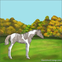 Horse Color:Silver Black Ice Tobiano Varnish 