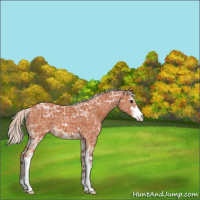 Horse Color:Silver Bay Ice Sabino Appaloosa 