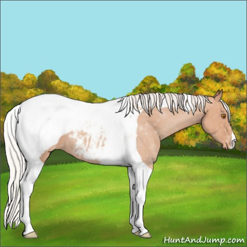 Horse Color:Silver Classic Champagne Tobiano Snowcap 