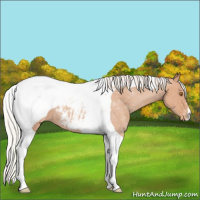 Horse Color:Silver Classic Champagne Tobiano Appaloosa 