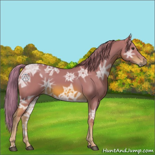 Horse Color:Watercolor Chestnut Ice 