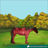 Horse Color:ERROR: UNKNOWN ANOMALY