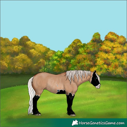 Horse Color:Silver Bay Dun Splash Rabicano 