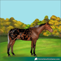Horse Color:Void Silver Bay Sabino Tobiano Appaloosa 