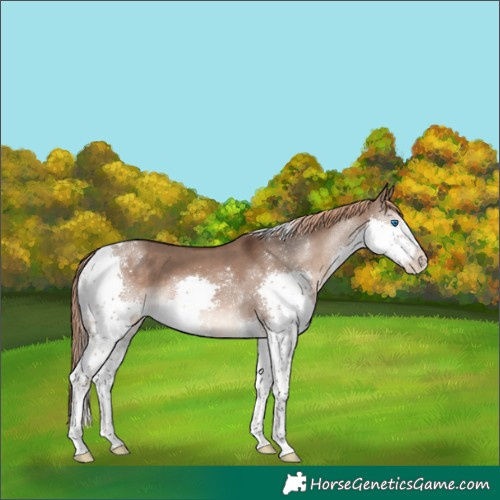 Horse Color:Liver Red Dun Splash Tobiano 