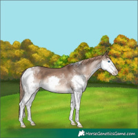 Horse Color:Liver Red Dun Splash Tobiano