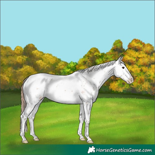Horse Color:Chestnut Sabino Splash 