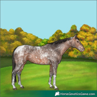 Horse Color:Bay Ice Tobiano 