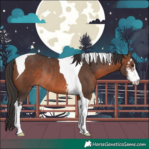 Horse Color:Brown Sabino Tobiano Rabicano 