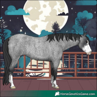 Horse Color:Blue Roan Sabino Rabicano 