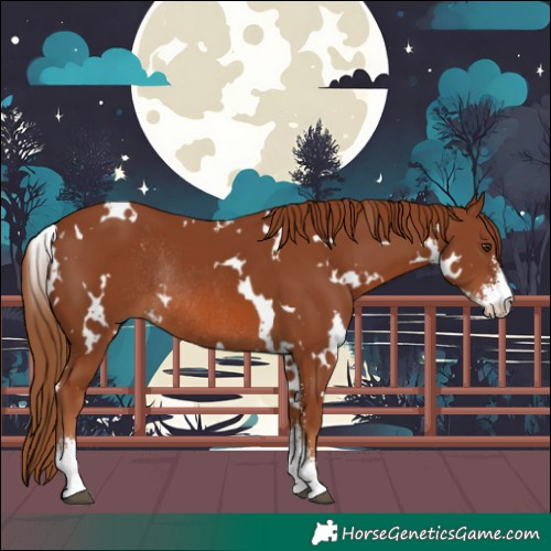 Horse Color:White Spotted Chestnut Sabino Rabicano