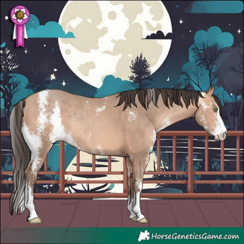 Horse Color:Amber Champagne Sabino Rabicano