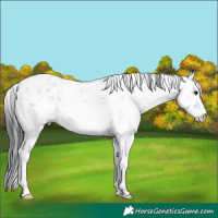 Horse Color:Grullo Sabino Rabicano 
