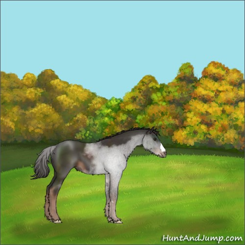 Horse Color:Liver Chestnut 