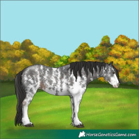 Horse Color:Liver Chestnut Sabino