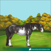 Horse Color:White Spotted Liver Chestnut Sabino