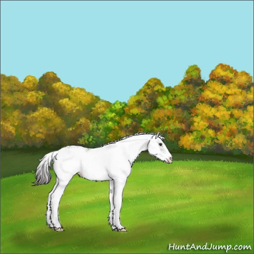 Horse Color:Liver Chestnut Sabino 