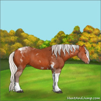 Horse Color:Silver Bay Sabino Tobiano Rabicano 