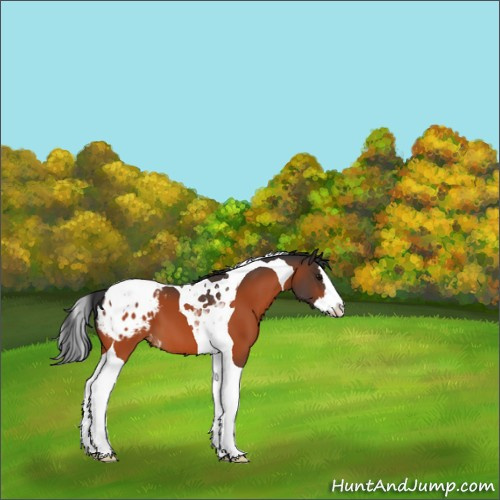Horse Color:Bay Splash Tobiano Appaloosa 