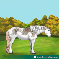 Horse Color:Red Dun Ice Onyx Splash Tobiano 
