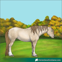 Horse Color:Buckskin Pearl Dun Tobiano Rabicano