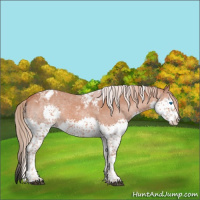 Horse Color:Chestnut Splash Tobiano Appaloosa Rabicano