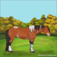 Horse Color:Bay Tobiano Appaloosa Rabicano 