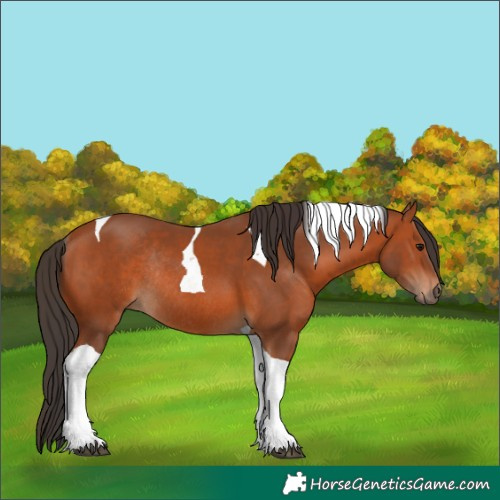 Horse Color:Bay Tobiano Rabicano