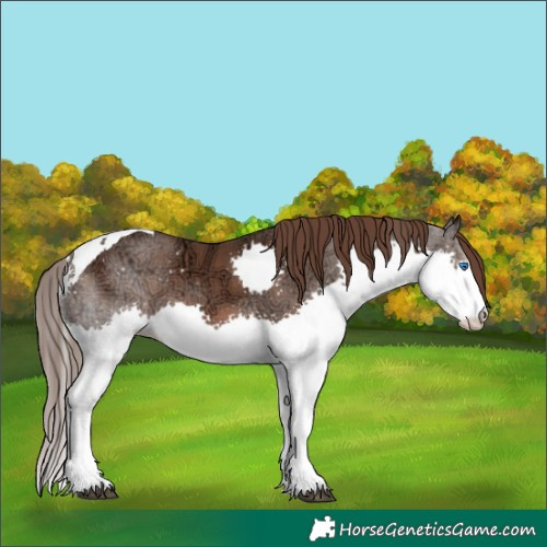 Horse Color:Liver Chestnut Ice Splash Tobiano