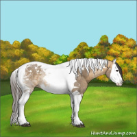Horse Color:Buckskin Dun Splash Tobiano