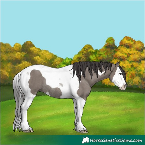 Horse Color:Smoky Grullo Splash Tobiano Rabicano