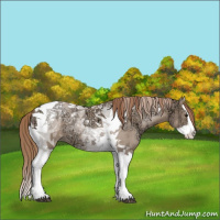 Horse Color:Grullo Ice Pearl Splash Tobiano 