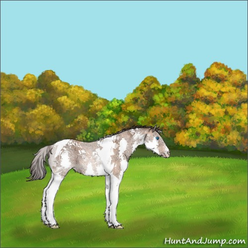 Horse Color:Bay Ice Roan Splash Tobiano Rabicano