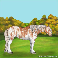 Horse Color:Silver Bay Roan Tobiano Rabicano  and Silver Bay Roan Onyx Splash Tobiano 