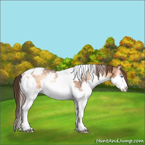 Horse Color:Bay Onyx Splash Tobiano Appaloosa Rabicano 
