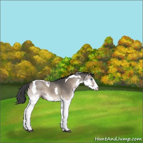 Horse Color:Blue Onyx Sabino Splash Tobiano