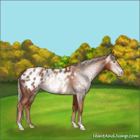 Horse Color:Gray Gold Champagne Appaloosa 