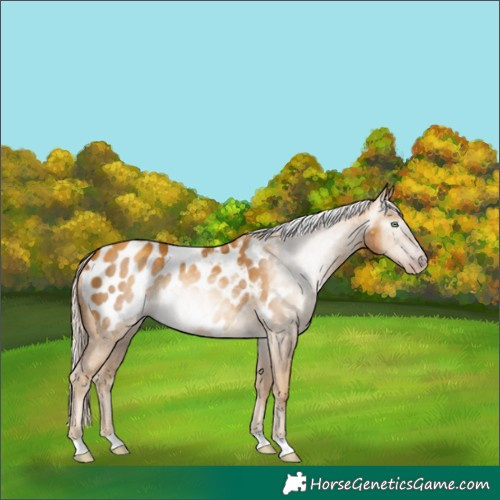 Horse Color:Gray Gold Cream Champagne Blanket