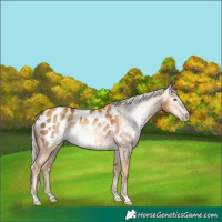 Horse Color:Gray Gold Cream Champagne Appaloosa 
