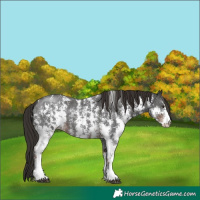 Horse Color:Liver Chestnut Sabino 
