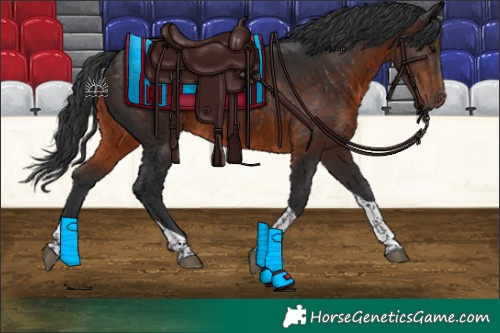Horse Color:Brown Tobiano