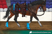 Horse Color:Brown Tobiano 