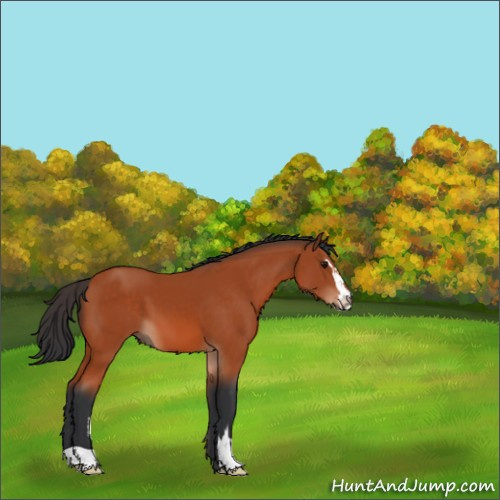 Horse Color:Bay Sabino 
