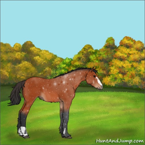 Horse Color:Bay Sabino